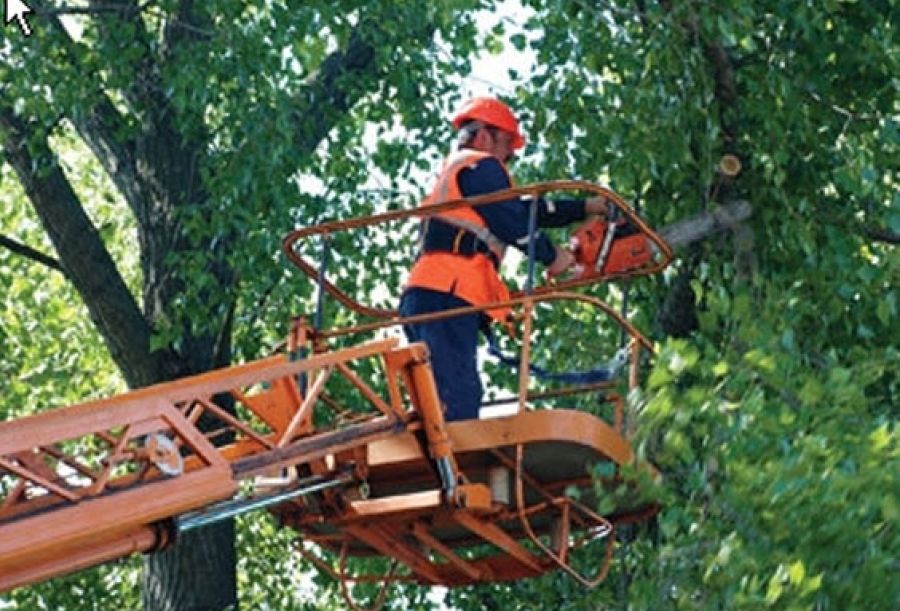 Фотография рабочего занимающегося спилом веток дерева